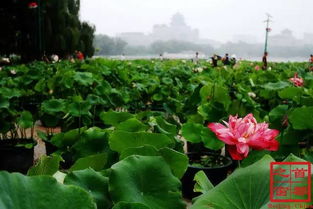 私信TA向TA提问睡莲的别名包括：荷花