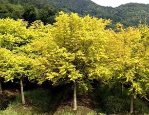 一、珍贵树种持续走强