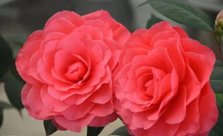 山茶花：大自然的恩赐，美丽的象征