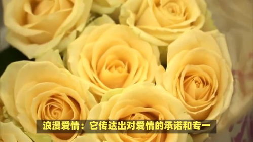 香槟色玫瑰花的花语和特殊涵义分别是什么