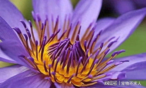 揭秘紫色睡莲在卧室摆放的真相：长期养护指南！