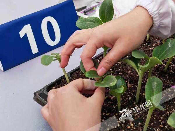 园艺植物嫁接育苗，这些方法你试过吗？