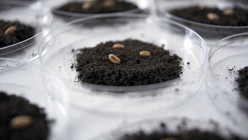 紫贝茱萸为何总枯叶？枯叶背后有何秘密