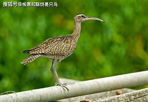 保护鸟儿，人人有责