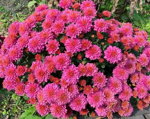 秋菊的品种与花期