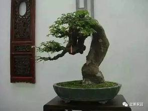 榆树盆景种植效益，你真的了解吗？