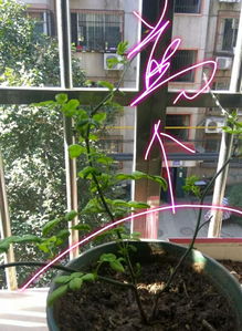 3月：发芽啦，得修剪