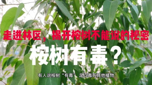 揭秘：刺老芽树的奥秘与生长之谜！