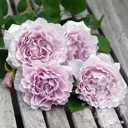 为啥火焰折纸月季的边缘要处理