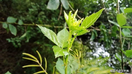 品质：野生与人工种植的区别