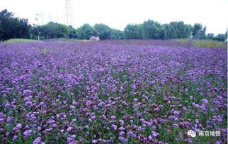 耐阴花卉大盘点