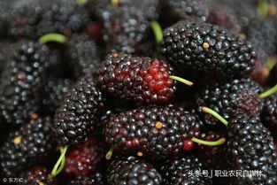 清洗桑葚的小技巧