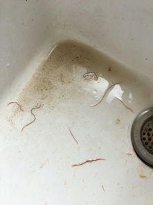 四、 过氧化氢——高效杀菌新选择