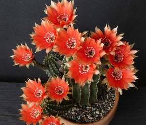 冬季养护， 别太勤快