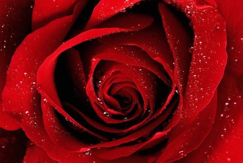 玫瑰花：爱情的助力， 事业的风帆