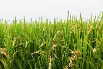 乙草胺对水稻生长有影响吗？