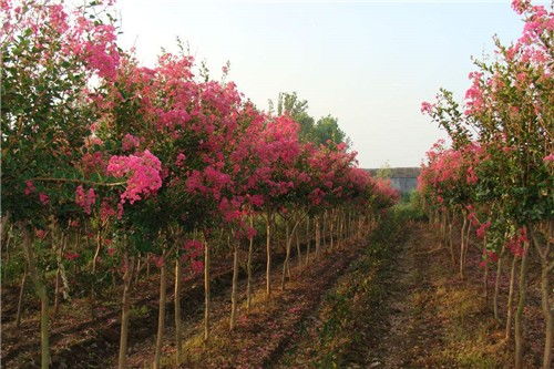 修剪后的树形：整洁美观， 花团锦簇