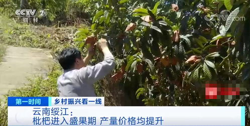 枇杷树种植时如何进行科学管理，才能确保其健康生长和优质果实产量