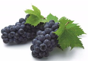 药害？不存在的