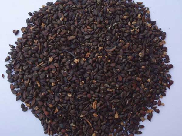 去除蜡质层的秘诀，沙藏处理的重要性