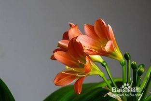 虾衣花养殖需注意土壤、光照、水分等条件