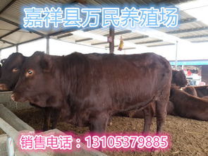 揭秘肉牛成长关键：五大必需微量元素，助力花卉生长！