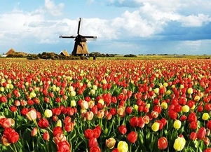 “花语探秘：花卉中的和谐魔力，感受自然之美”