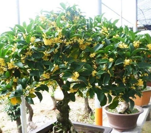 双院西南种什么树风水好？桂花树寓意吉祥吗