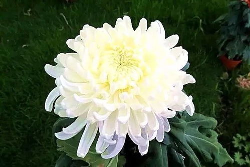 菊花秋季开，这个季节赏菊正当时