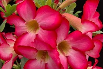 沙漠玫瑰根茎膨大，旱养控水阶梯式施肥法实测有效吗？