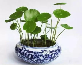 铜钱草的夏季生活