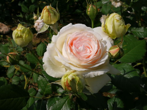 我的月季花， 美得不像话