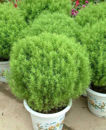 空心菜的阳台种植技巧