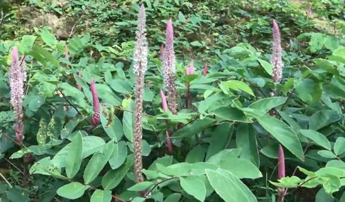 射干：畅销中药材品种