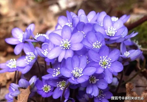 选择学校花卉的考虑因素