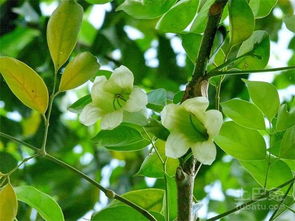 绿宝树叶斑病怎么防治， 三招帮你阻断病菌传播链