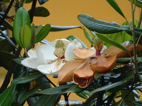 玉兰花夏季管理， 花匠们快来学学如何让花朵绽放得geng美