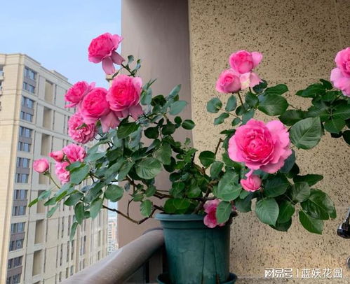 月季开花盲枝多， 早春施肥是关键