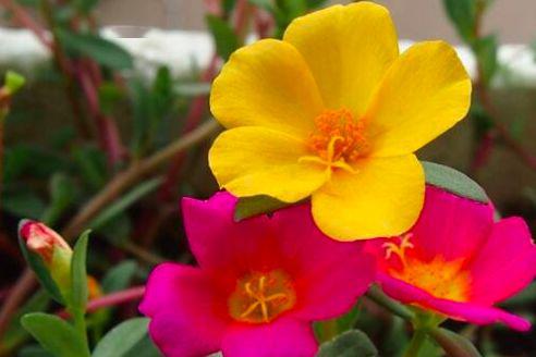 春天种植草花的选择