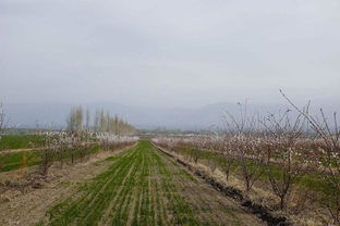 土壤湿度与营养的检查