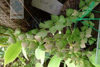 光辉岁月， 品种身份卡