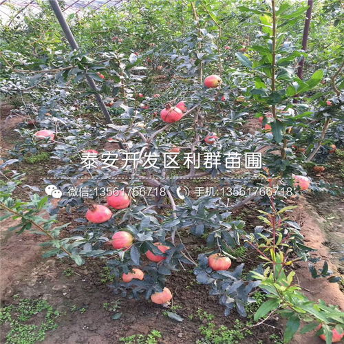 急救蔫苗五部曲， 石榴苗也嫩复活