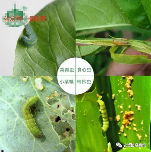 甲维盐虱螨脲 10%甲维虱螨脲果树蔬菜小菜蛾甜菜夜蛾卷食心虫