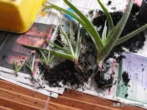 龙竹怎么养长得快？教你几招让它蹭蹭长爆盆