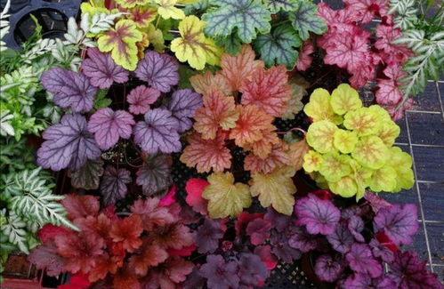 矾根：冬日里的调色板