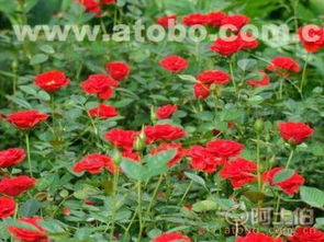 藤本月季的便宜供应