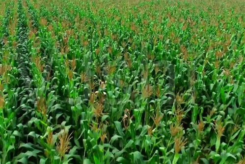 玉米控旺剂对花生的影响探讨