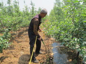 尿素肥料，要搭配用