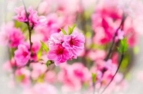 春花绽放，为何夏日绽放之谜