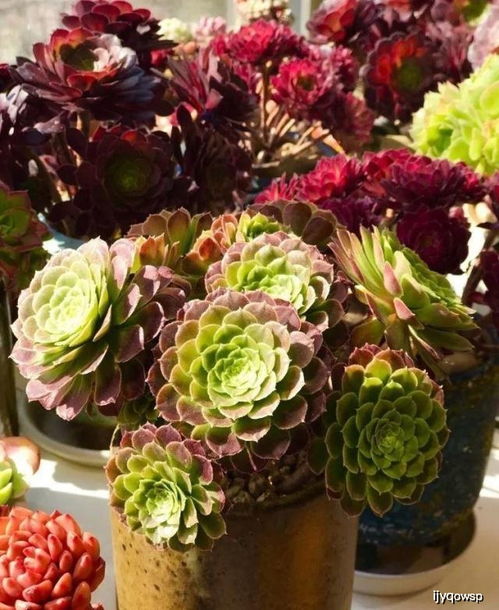 多肉3D玫瑰怎么养？如何让花朵绽放更艳丽